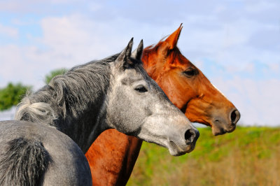 Hest og rytter 3