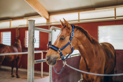 Hest og rytter 2